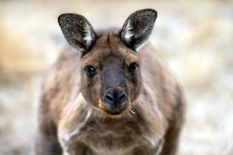 Kangaroo Meat